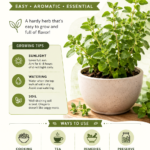 How to Grow Oregano Complete Care Guide, Growing Tips  Harvest for Beginners