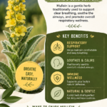 Mullein Benefits for Lungs Natural Respiratory Support  Herbal Wellness Guide