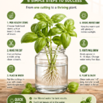 Grow More Basil 6 Easy Water Propagation Steps for Fast, Healthy Growth